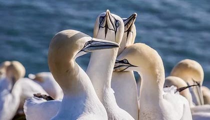 4决赛_卫冕冠军遇挑战,黑马崛起，2021wcba什么时间开打