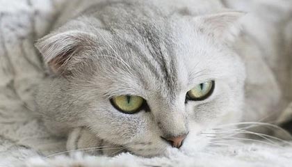 _开云体育_ CBA全明星赛回顾，明星球员的绝佳表现_，cba全明星出场