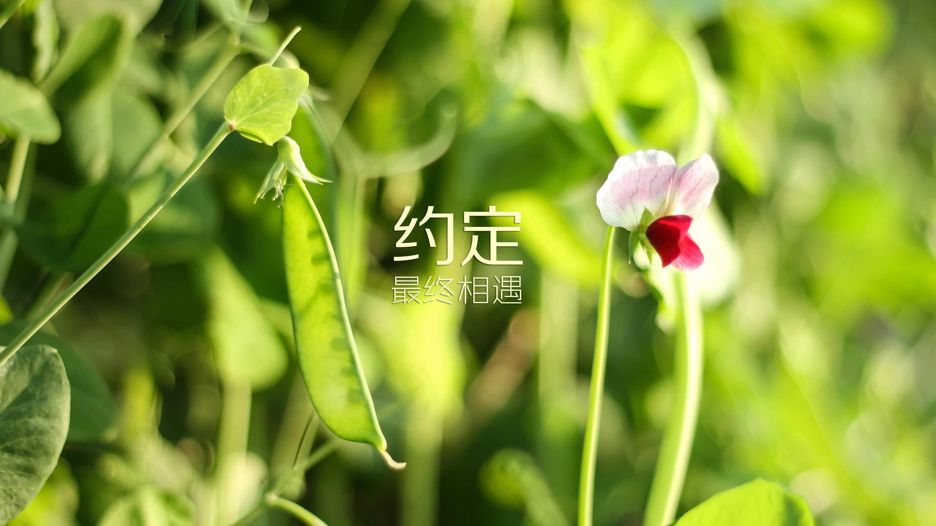 球迷高唱国歌，见证阿根廷夺冠，阿根廷 国歌
